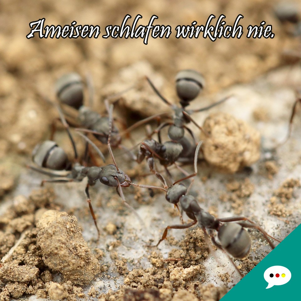 Fakt - Ameisen - Spruchbild