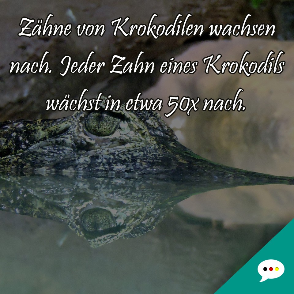 Fakt - Krokodil - Spruchbild