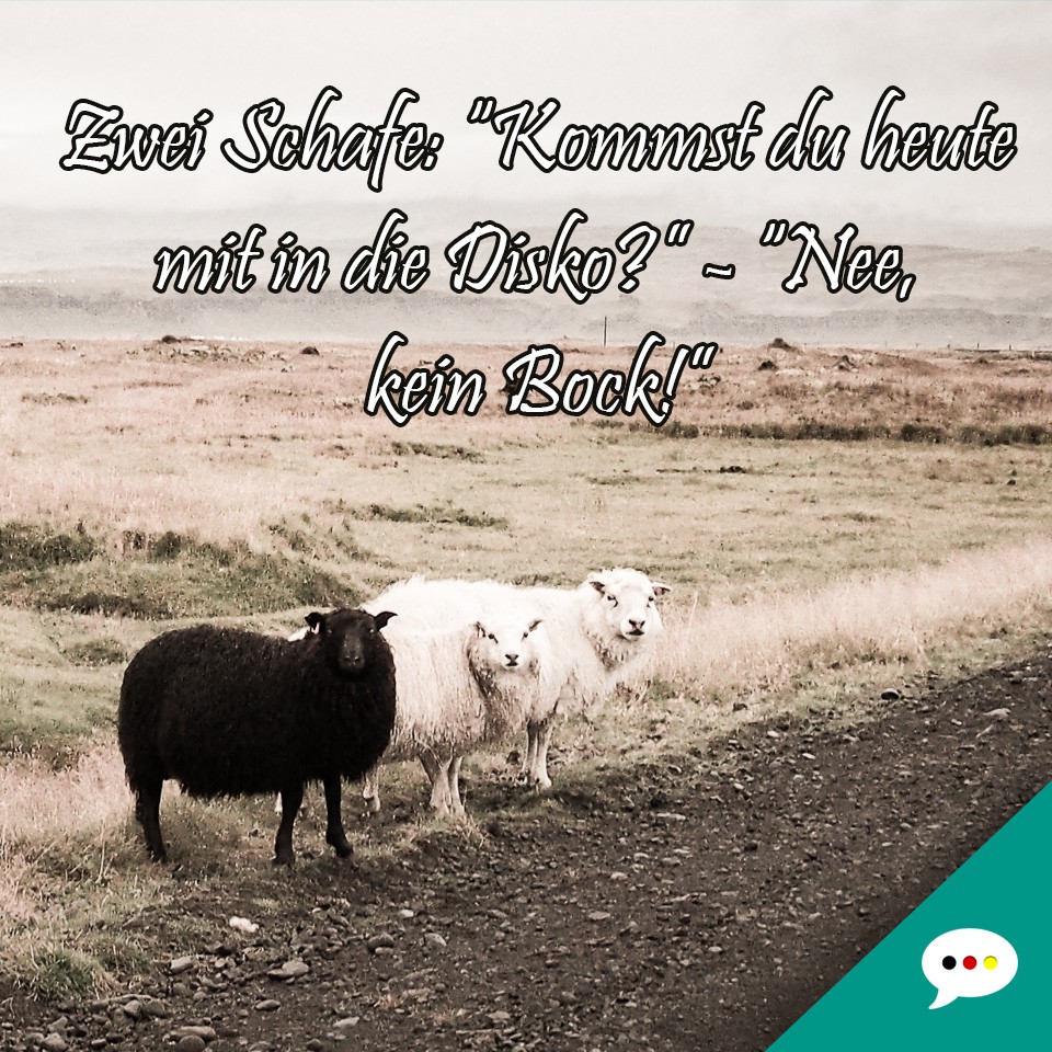 Schafe in Disko - Spruchbild